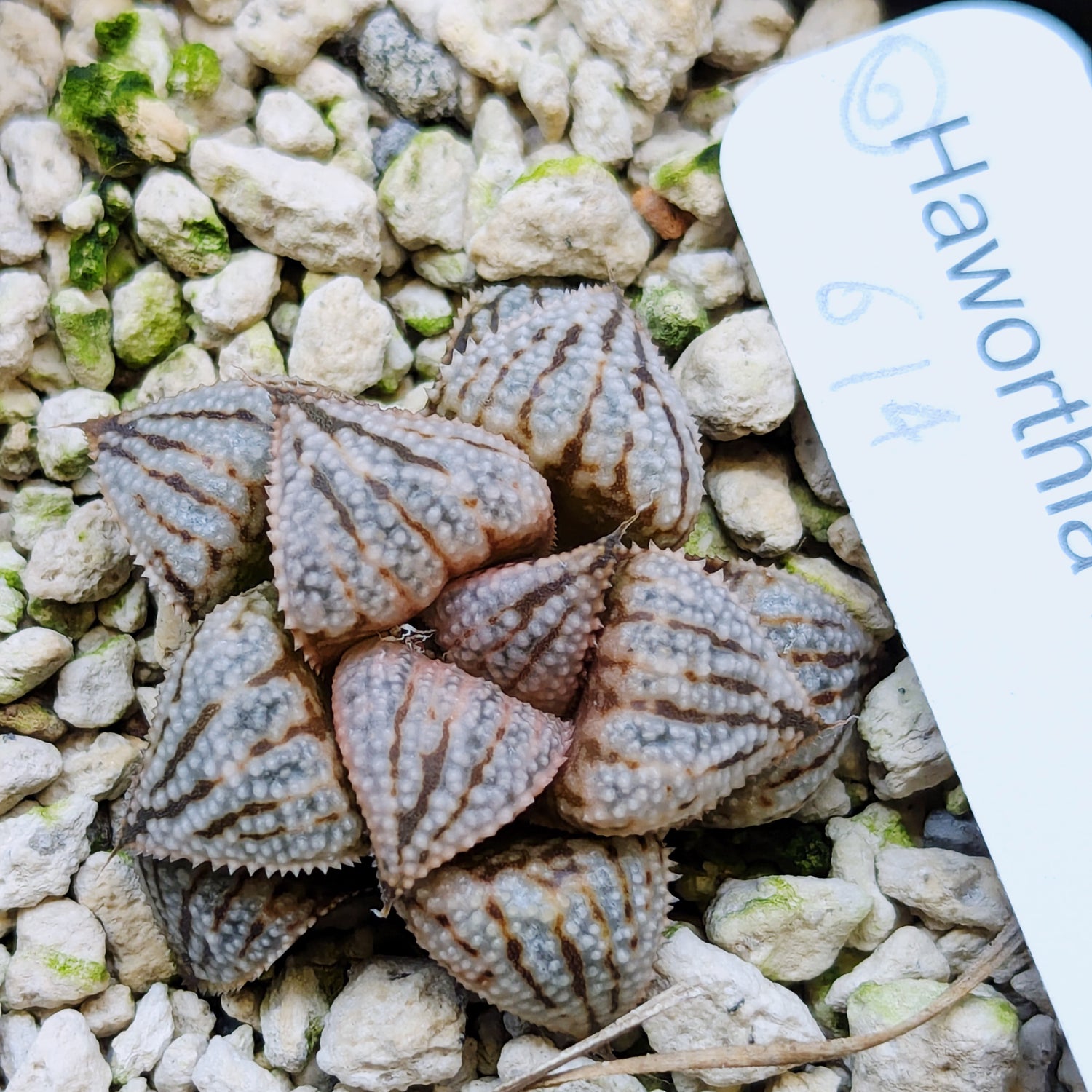Haworthia PP614 hybrid series #6