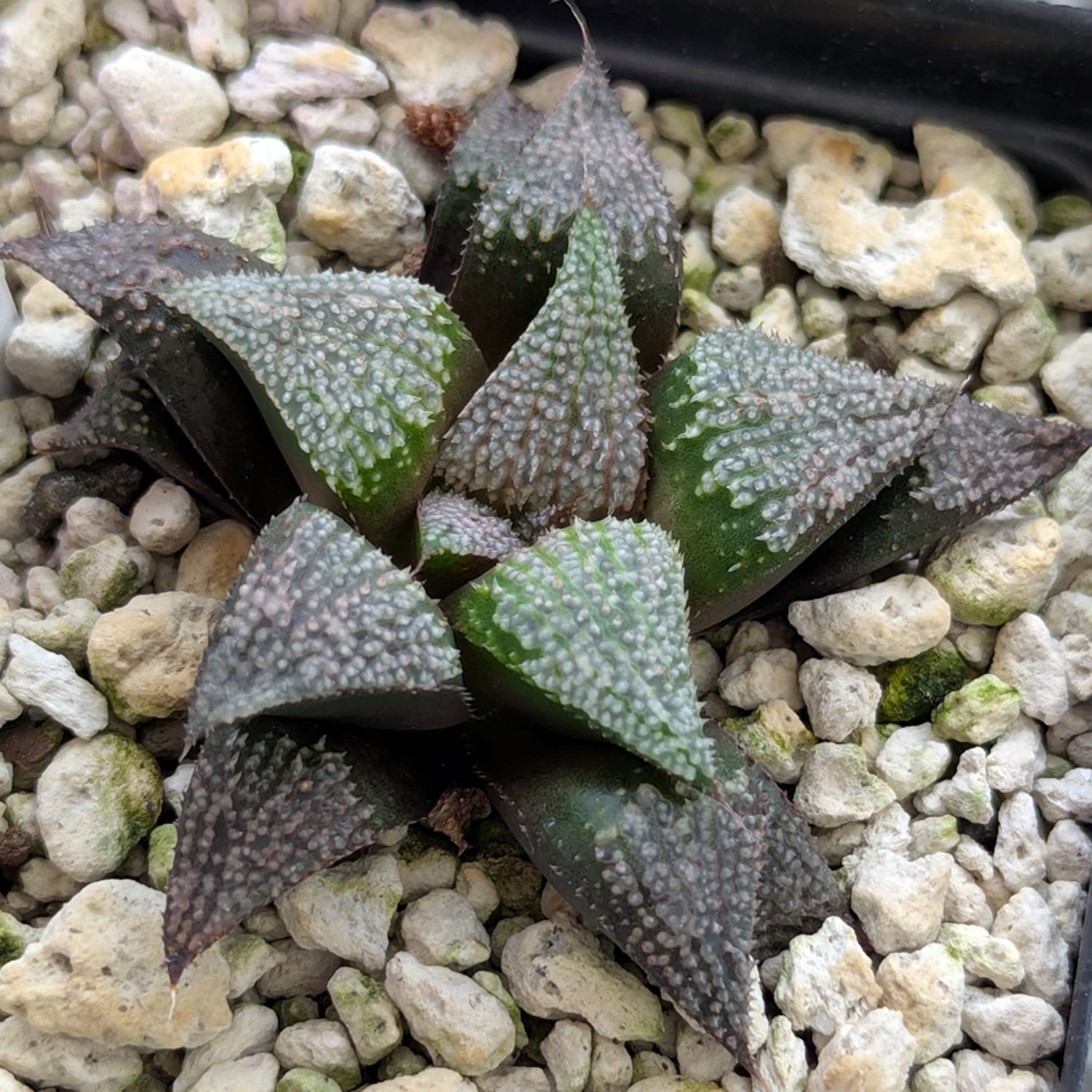 Haworthia PP611 hybrid series #6