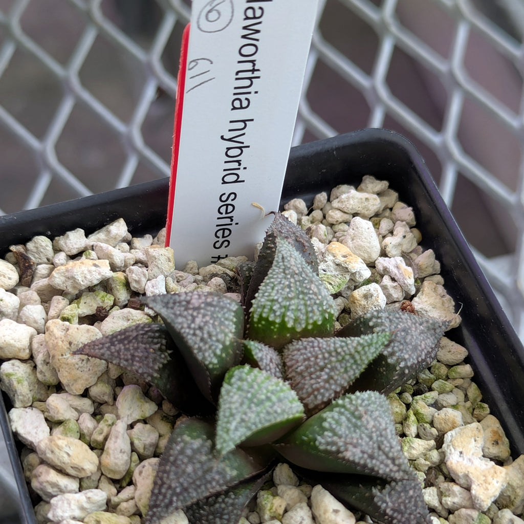 Haworthia PP611 hybrid series #6