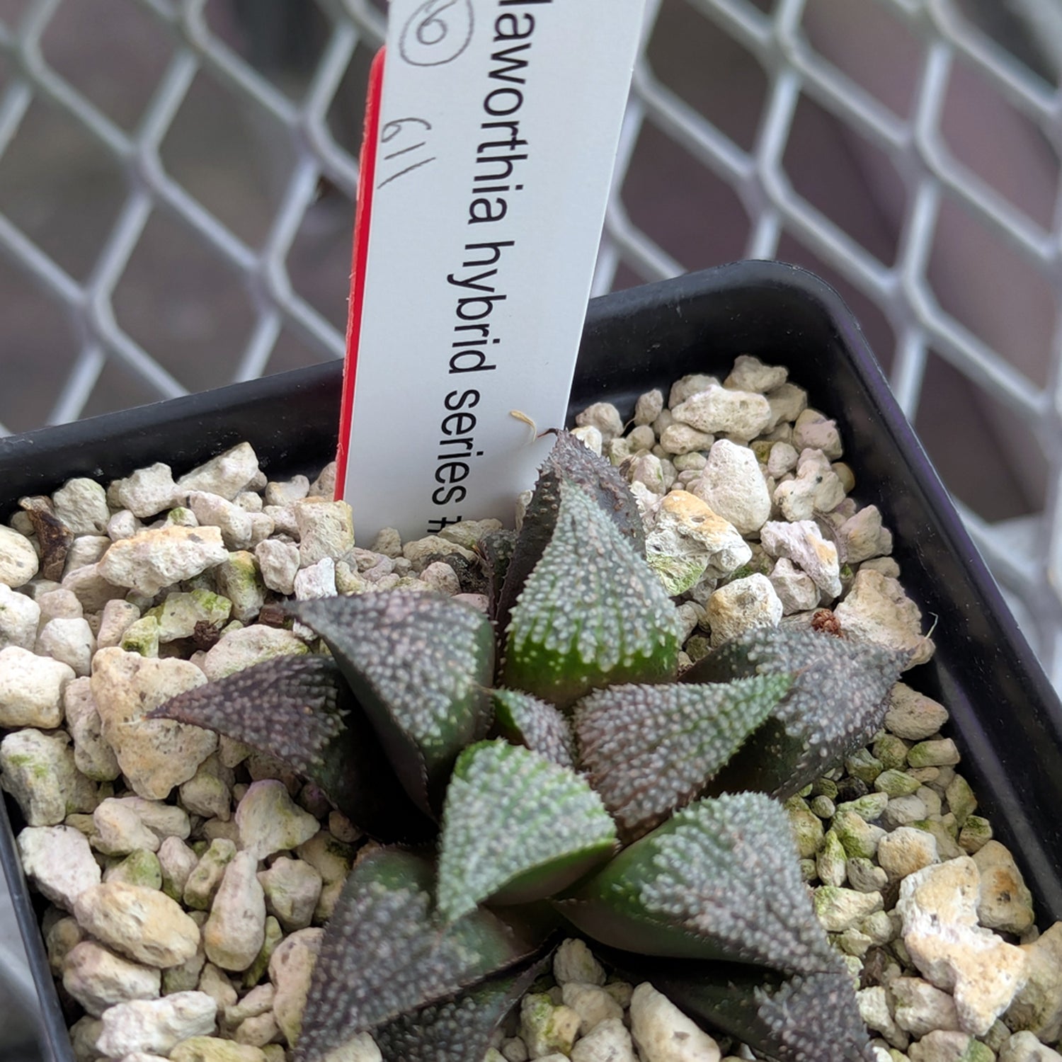 Haworthia PP611 hybrid series #6