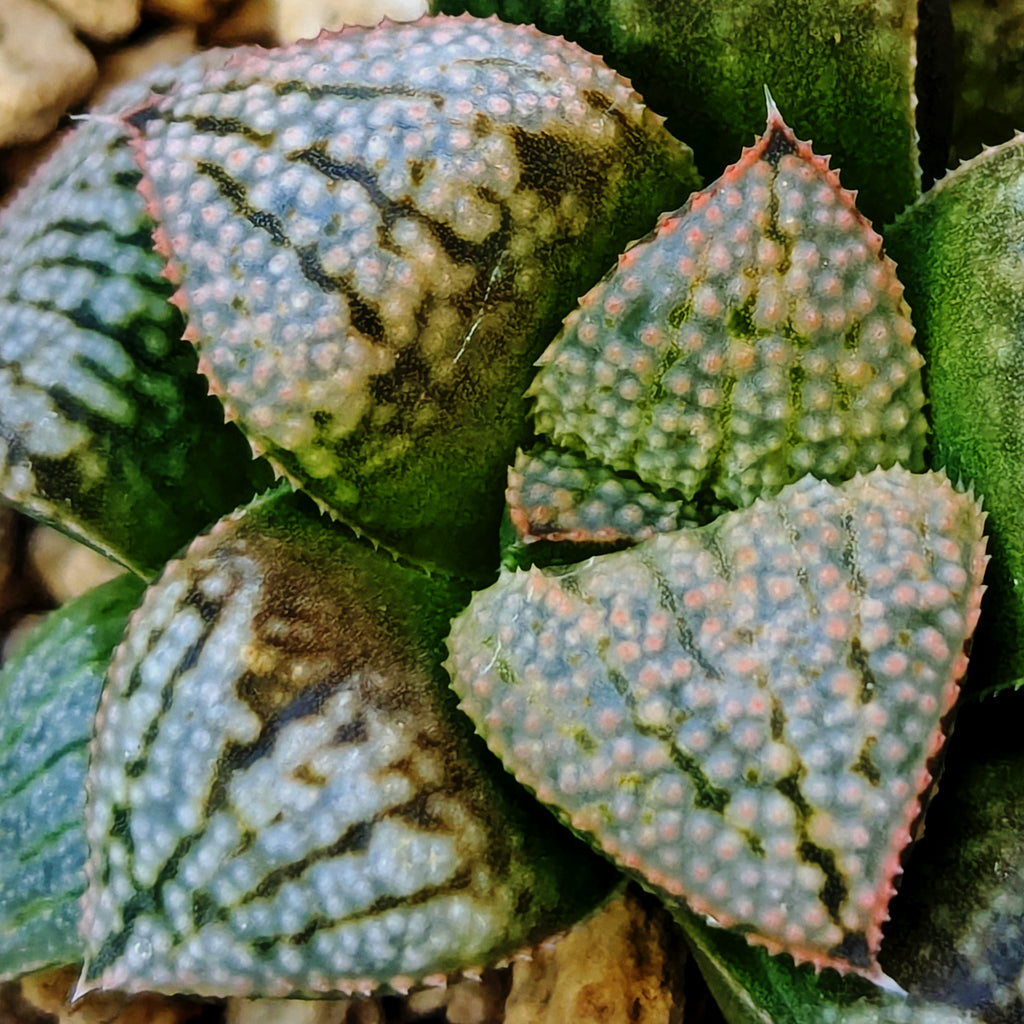 Haworthia PP661 hybrid series #6