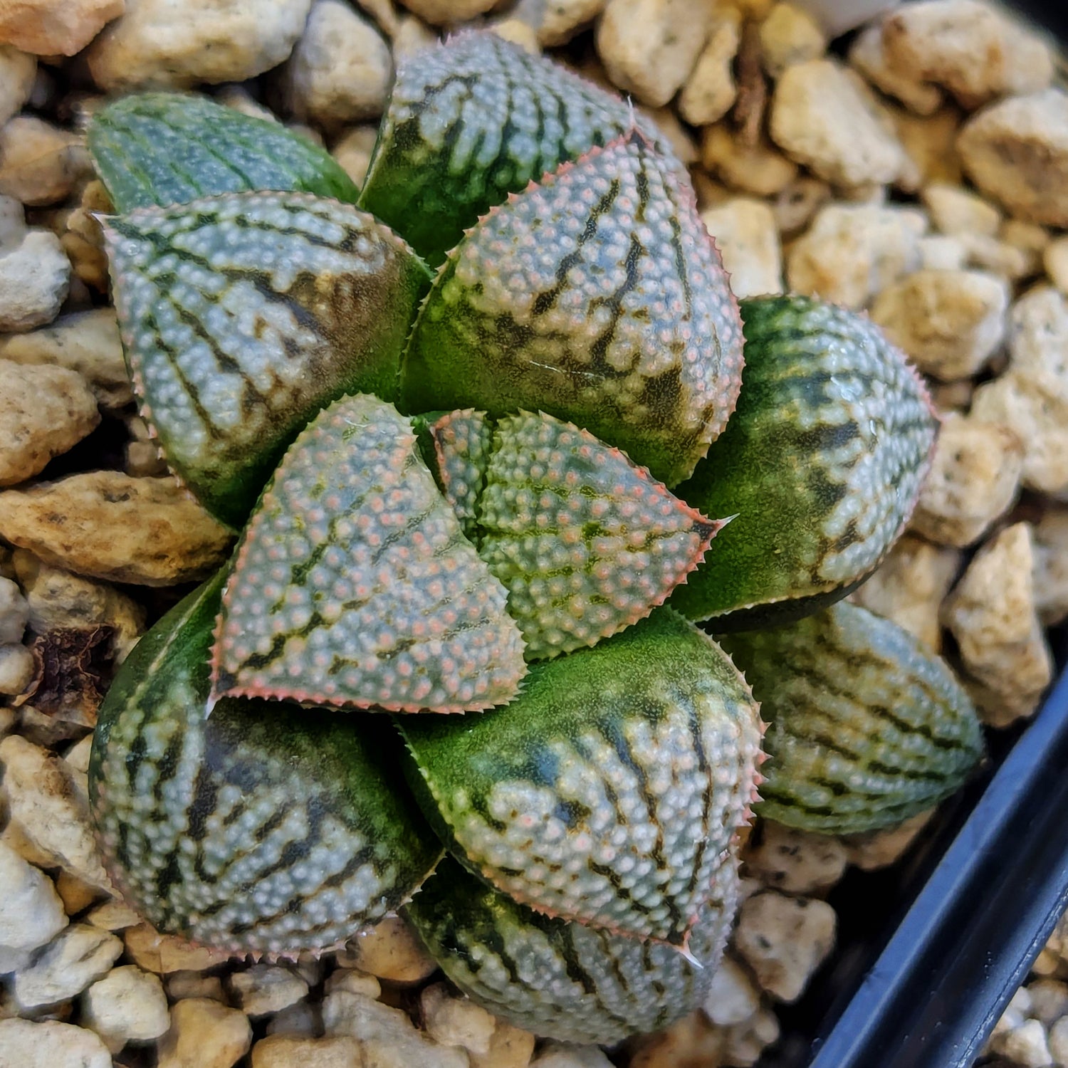 Haworthia PP661 hybrid series #6