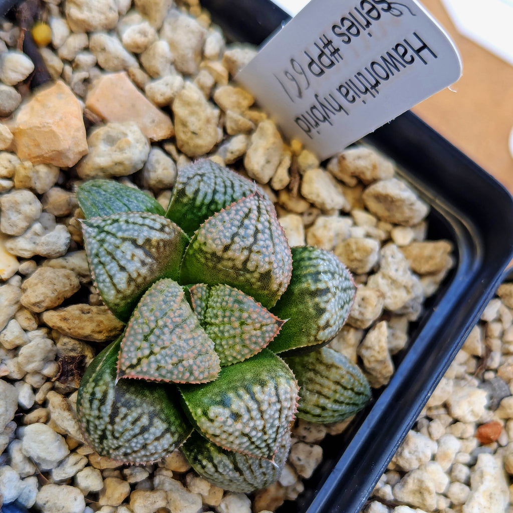 Haworthia PP661 hybrid series #6