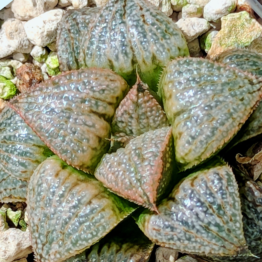 Haworthia "TetraTreasures" PP628 hybrid series #60