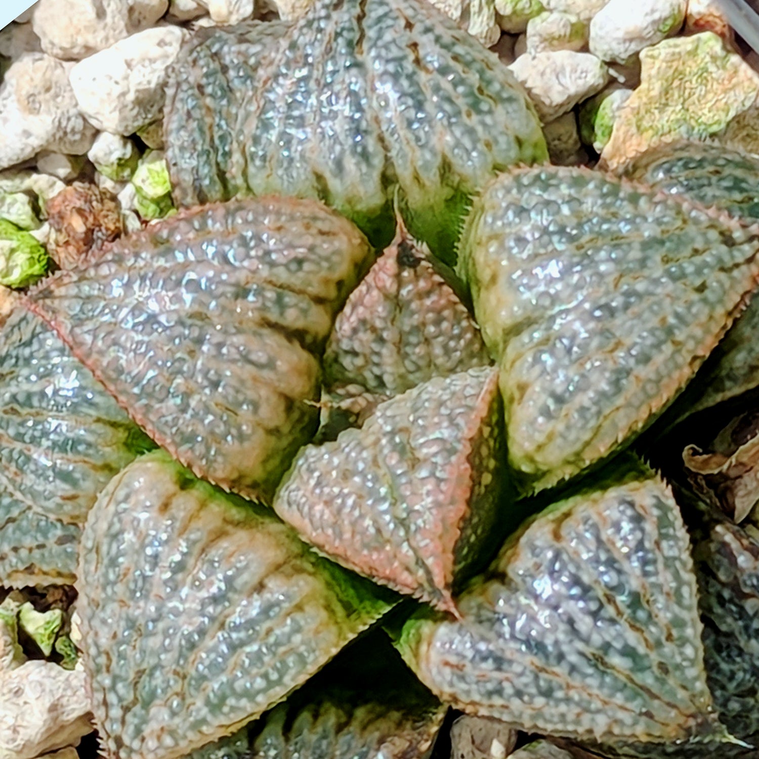 Haworthia "TetraTreasures" PP628 hybrid series #60