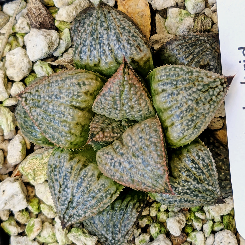 Haworthia "TetraTreasures" PP628 hybrid series #60