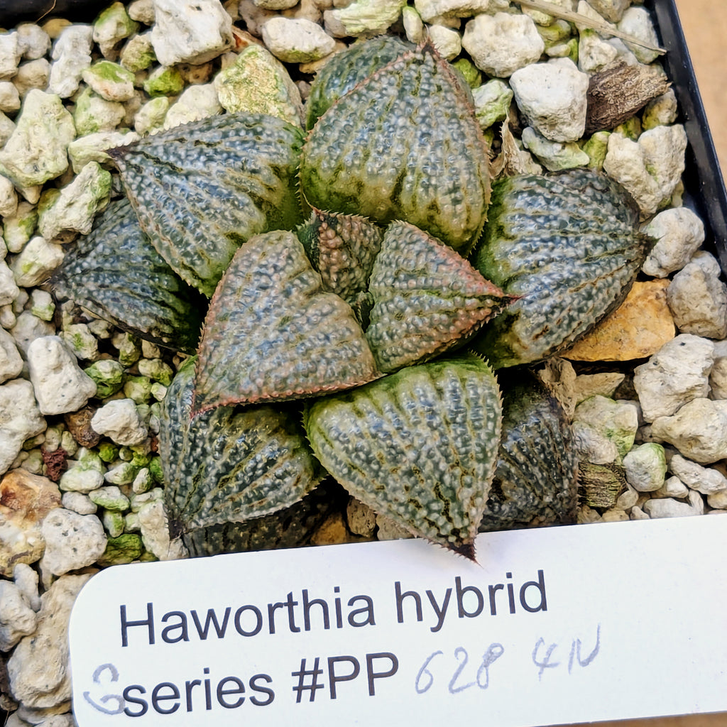 Haworthia "TetraTreasures" PP628 hybrid series #60