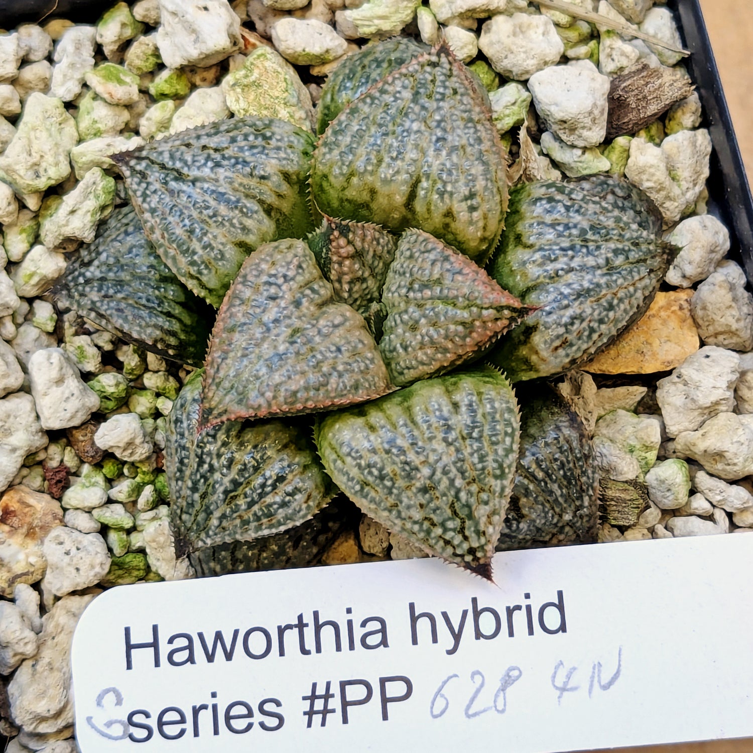 Haworthia "TetraTreasures" PP628 hybrid series #60