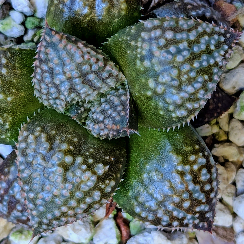 Haworthia "TetraTreasures" PP628 hybrid series #61