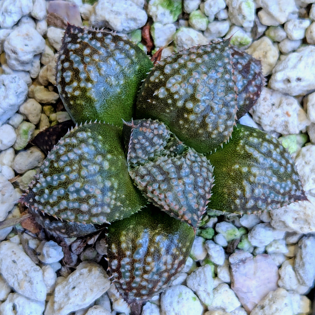 Haworthia "TetraTreasures" PP628 hybrid series #61
