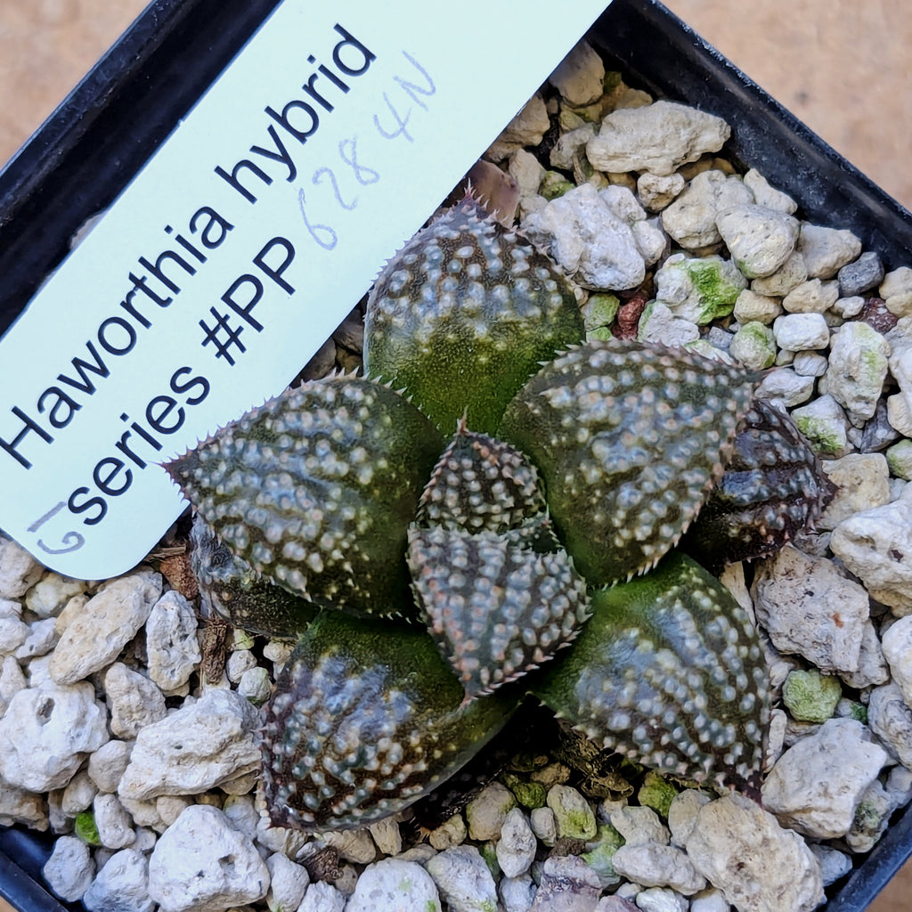 Haworthia "TetraTreasures" PP628 hybrid series #61