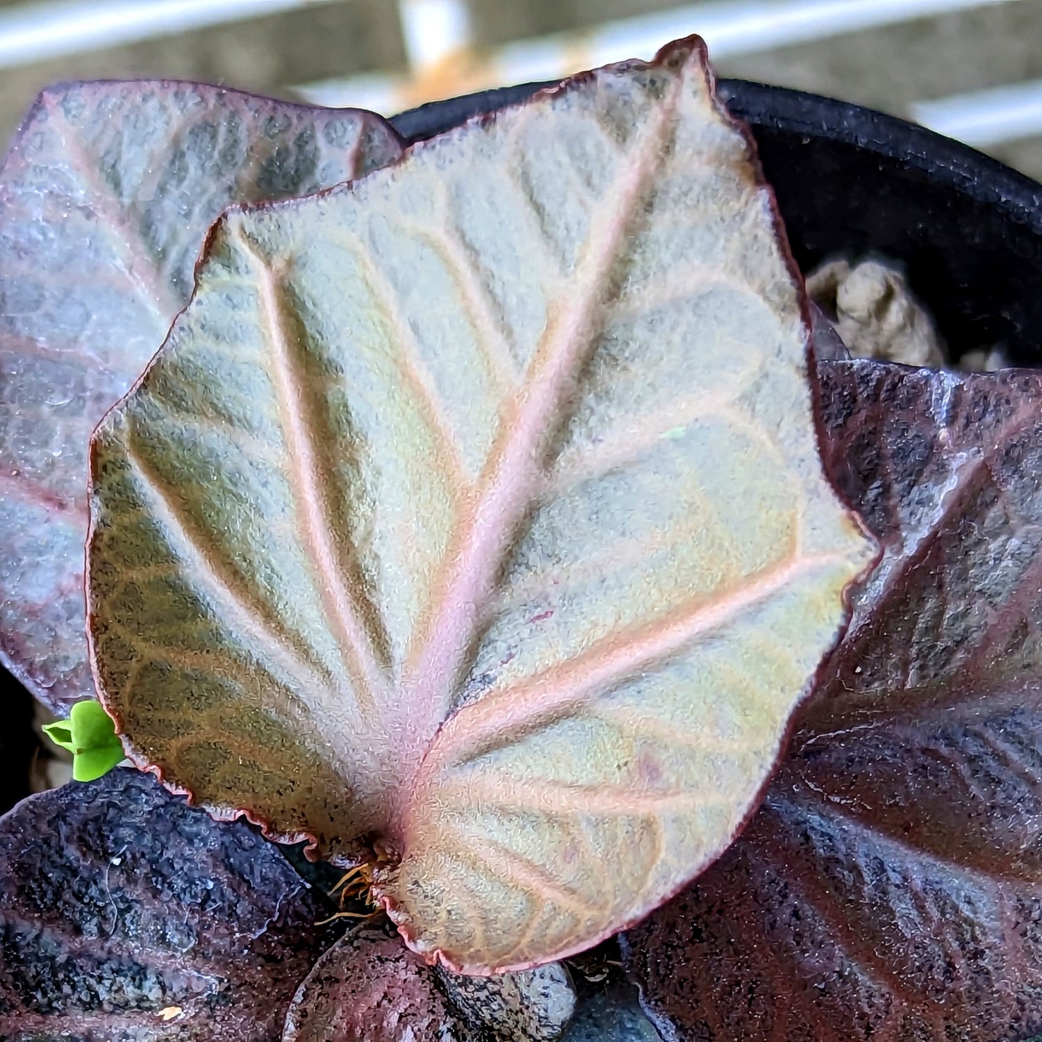 Euphorbia francoisii #7 SOLD OUT