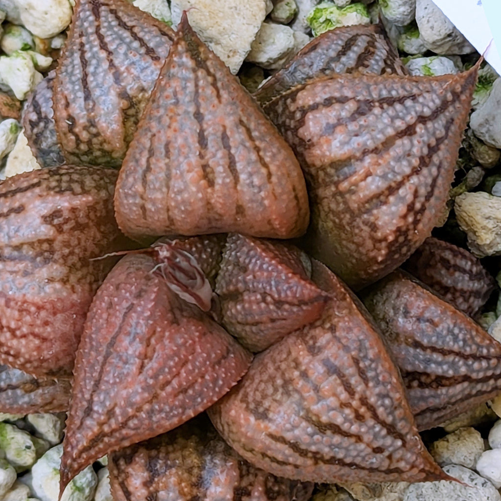 Haworthia PP614 hybrid series #7
