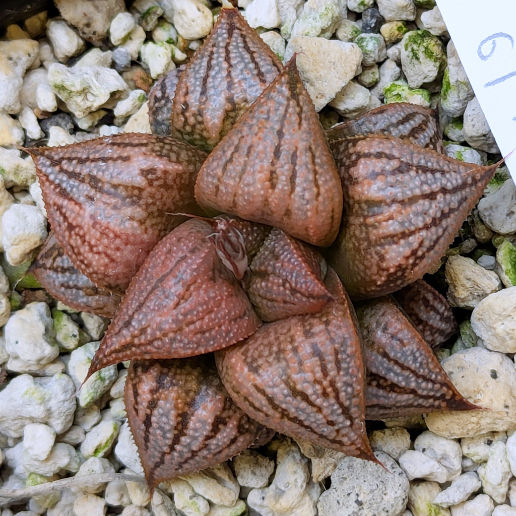 Haworthia PP614 hybrid series #7
