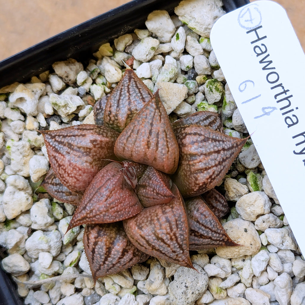 Haworthia PP614 hybrid series #7