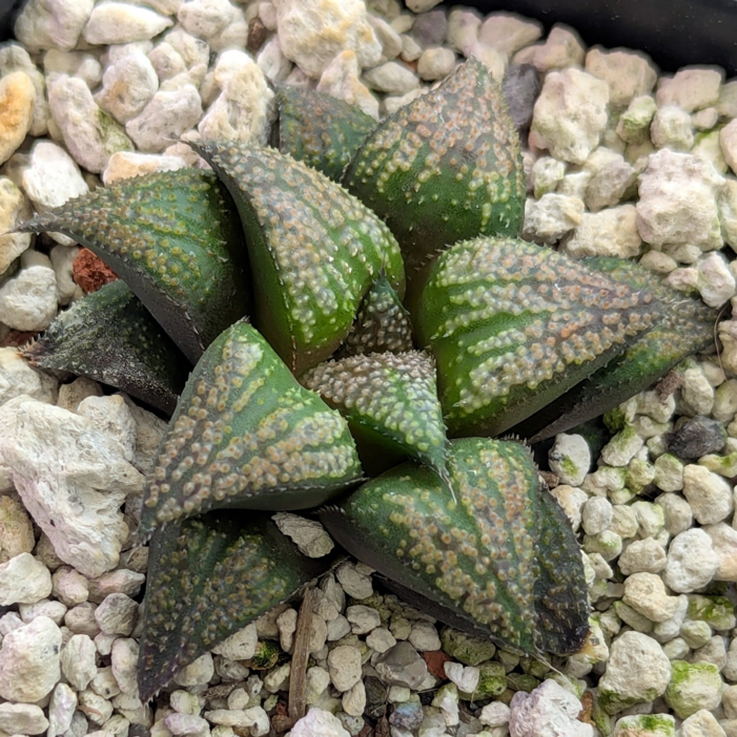Haworthia PP611 hybrid series #7