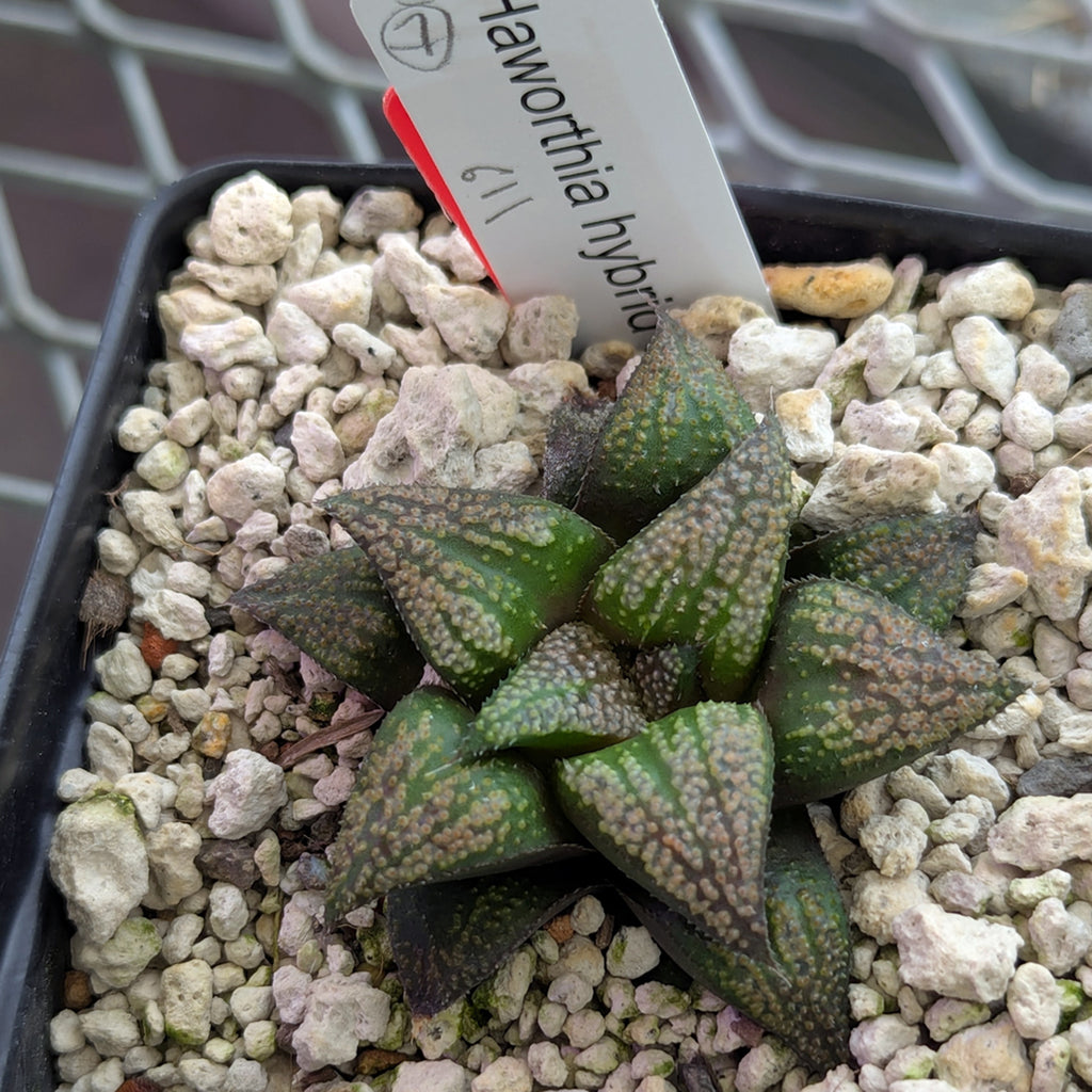 Haworthia PP611 hybrid series #7