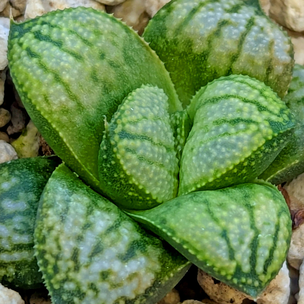 Haworthia PP661 hybrid series #7
