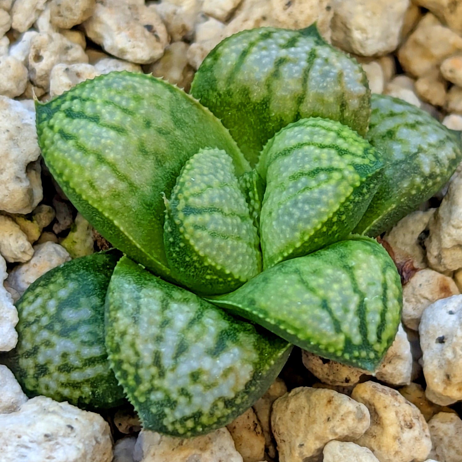 Haworthia PP661 hybrid series #7