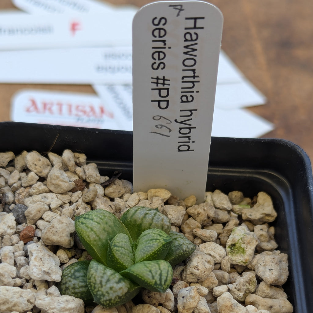 Haworthia PP661 hybrid series #7