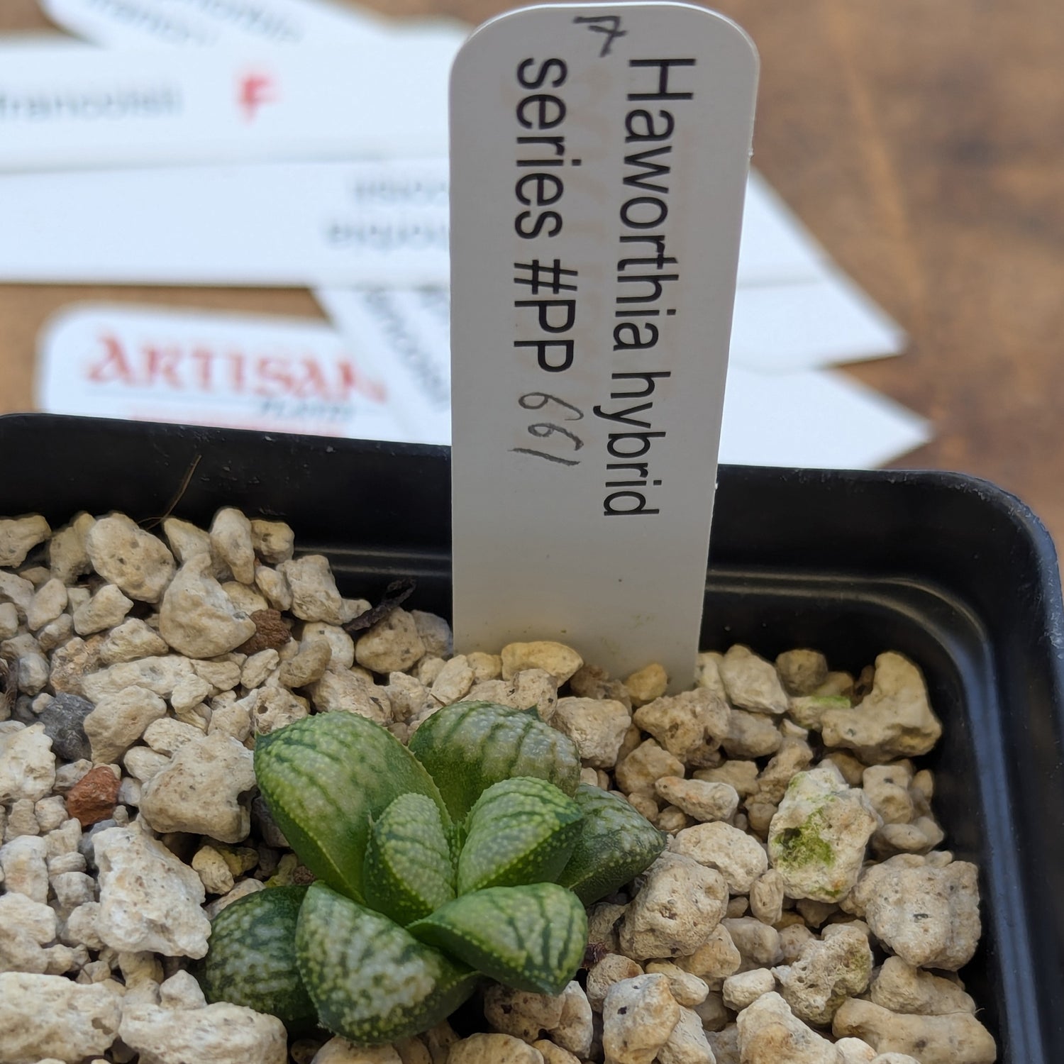 Haworthia PP661 hybrid series #7