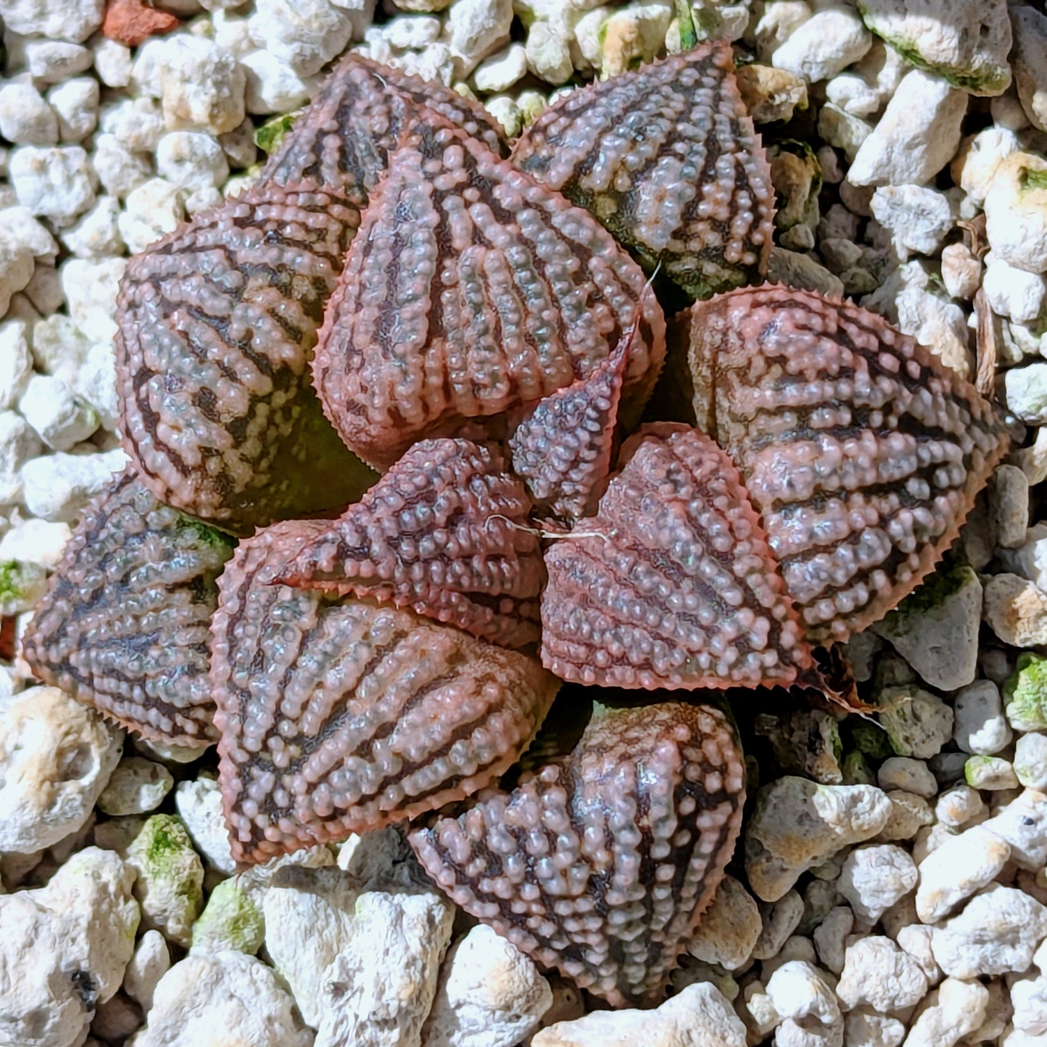 Haworthia PP614 hybrid series #8