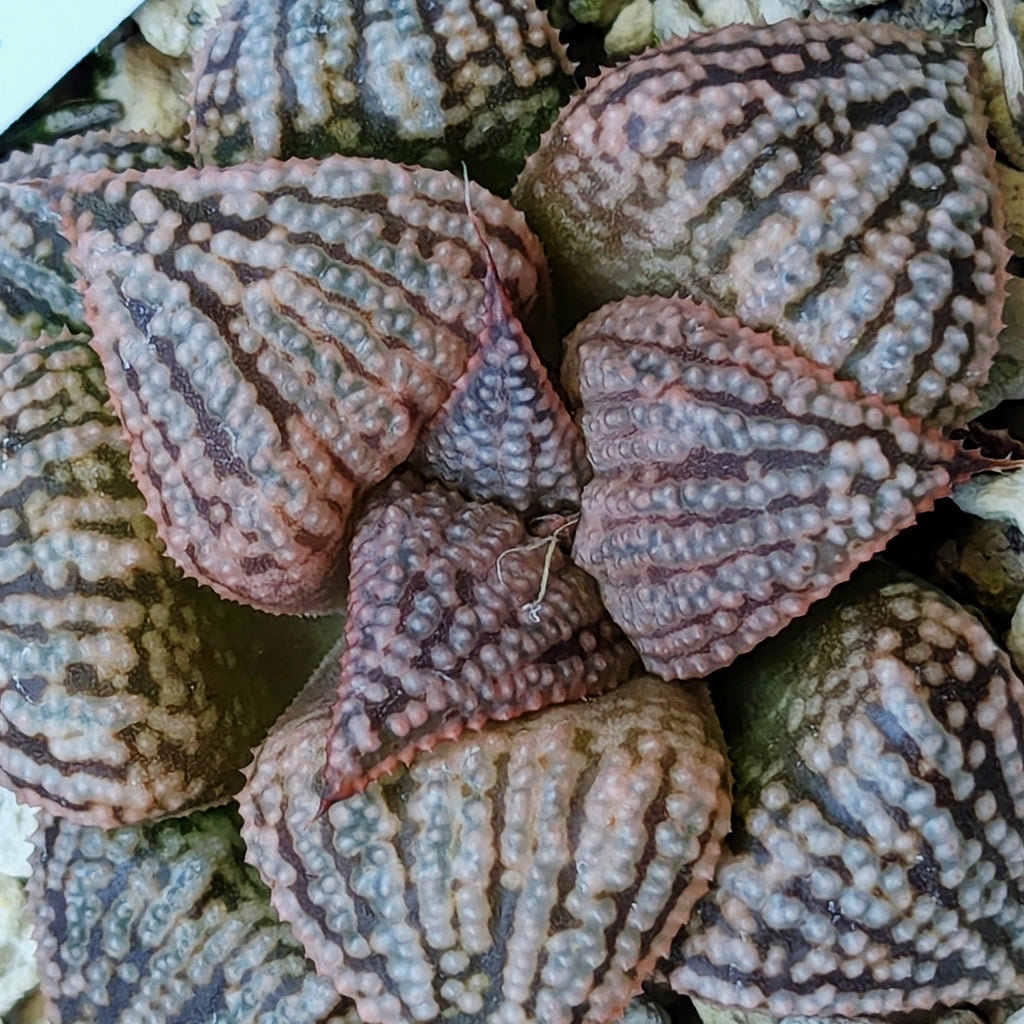Haworthia PP614 hybrid series #8