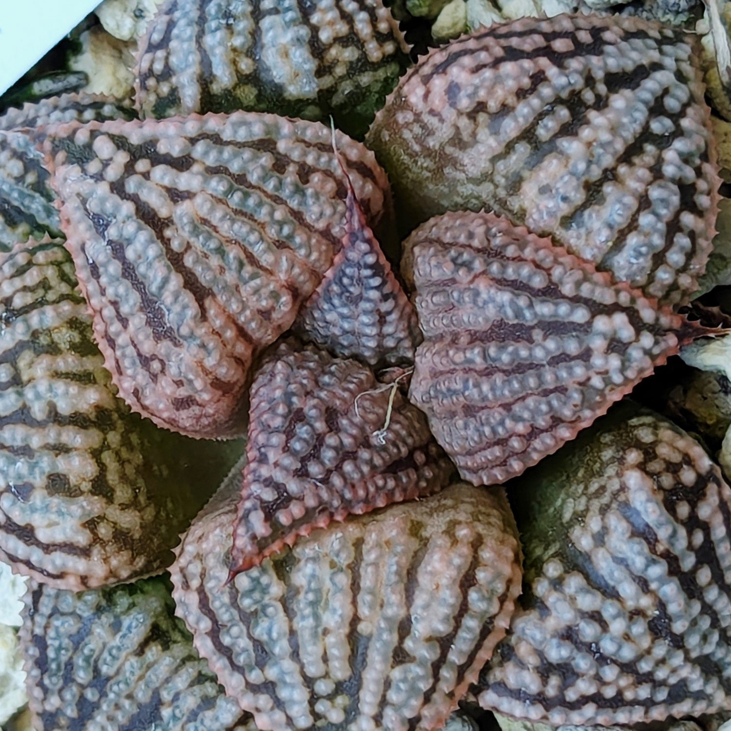 Haworthia PP614 hybrid series #8