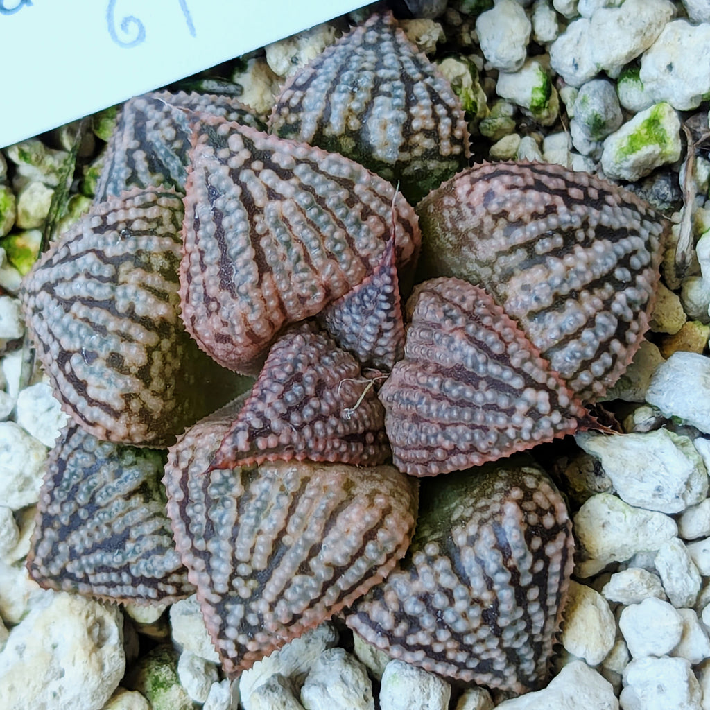 Haworthia PP614 hybrid series #8