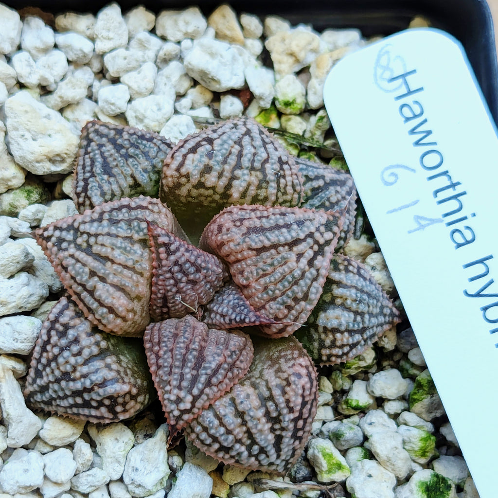 Haworthia PP614 hybrid series #8