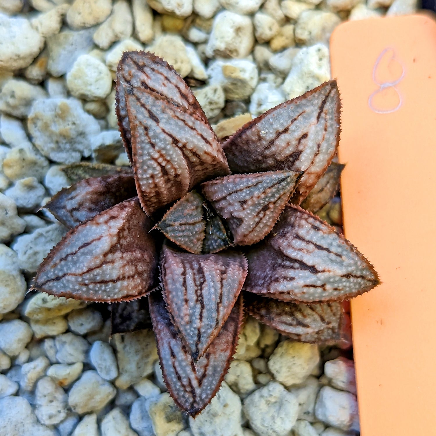 Haworthia "Cersei" PP33 hybrid series TC plant #8 SOLD OUT