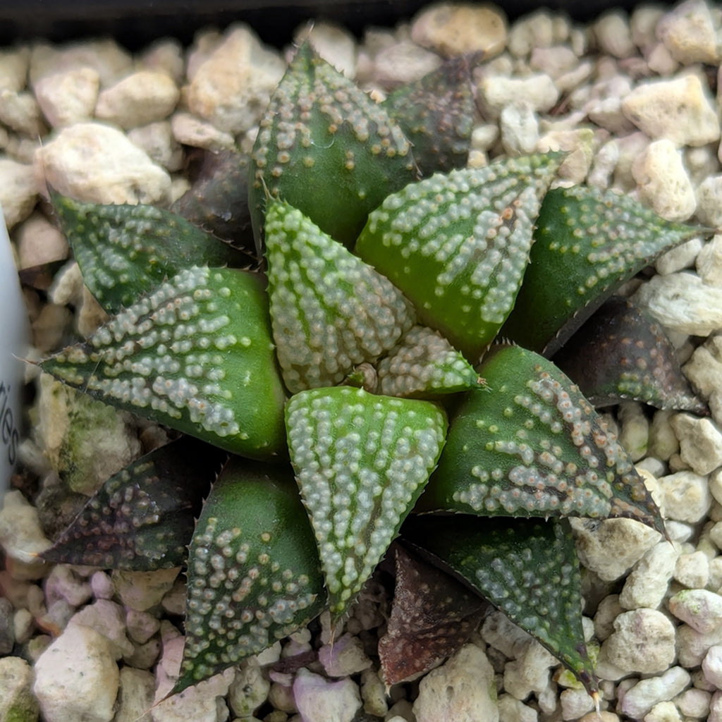 Haworthia PP611 hybrid series #8
