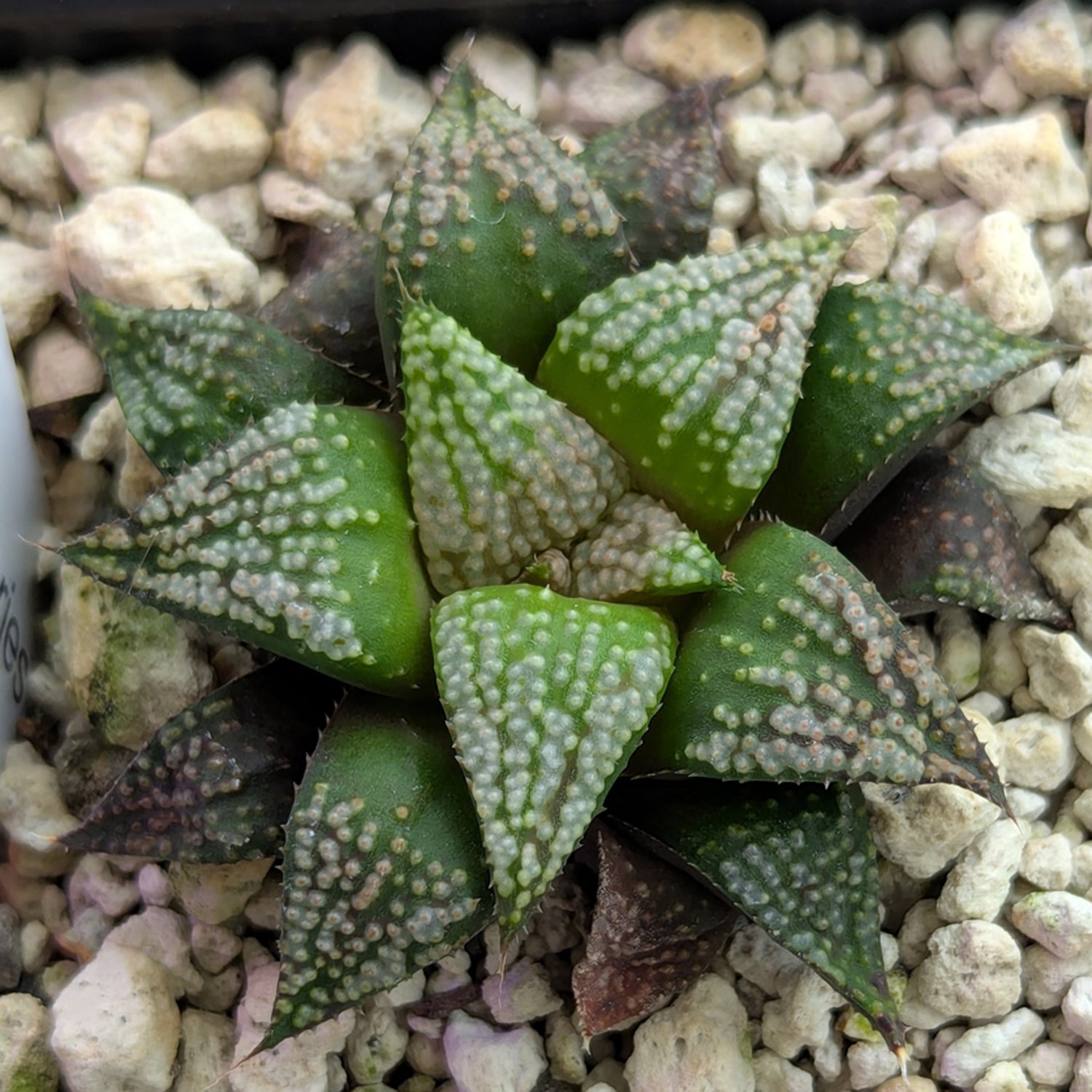 Haworthia PP611 hybrid series #8