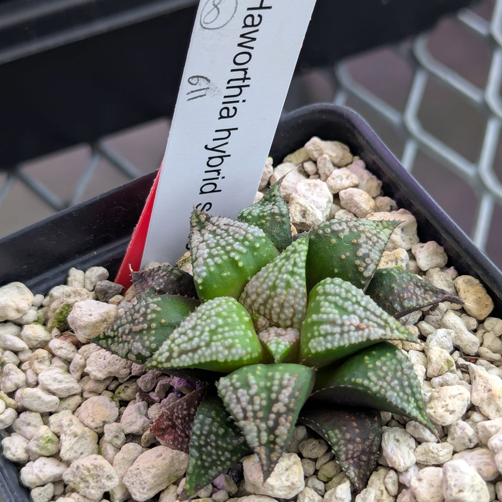 Haworthia PP611 hybrid series #8