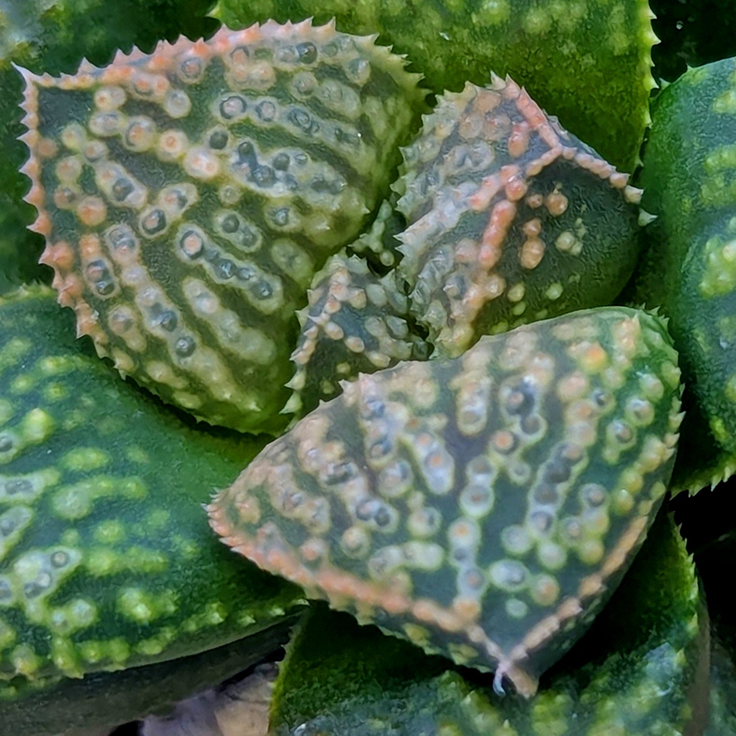 Haworthia PP661 hybrid series #8