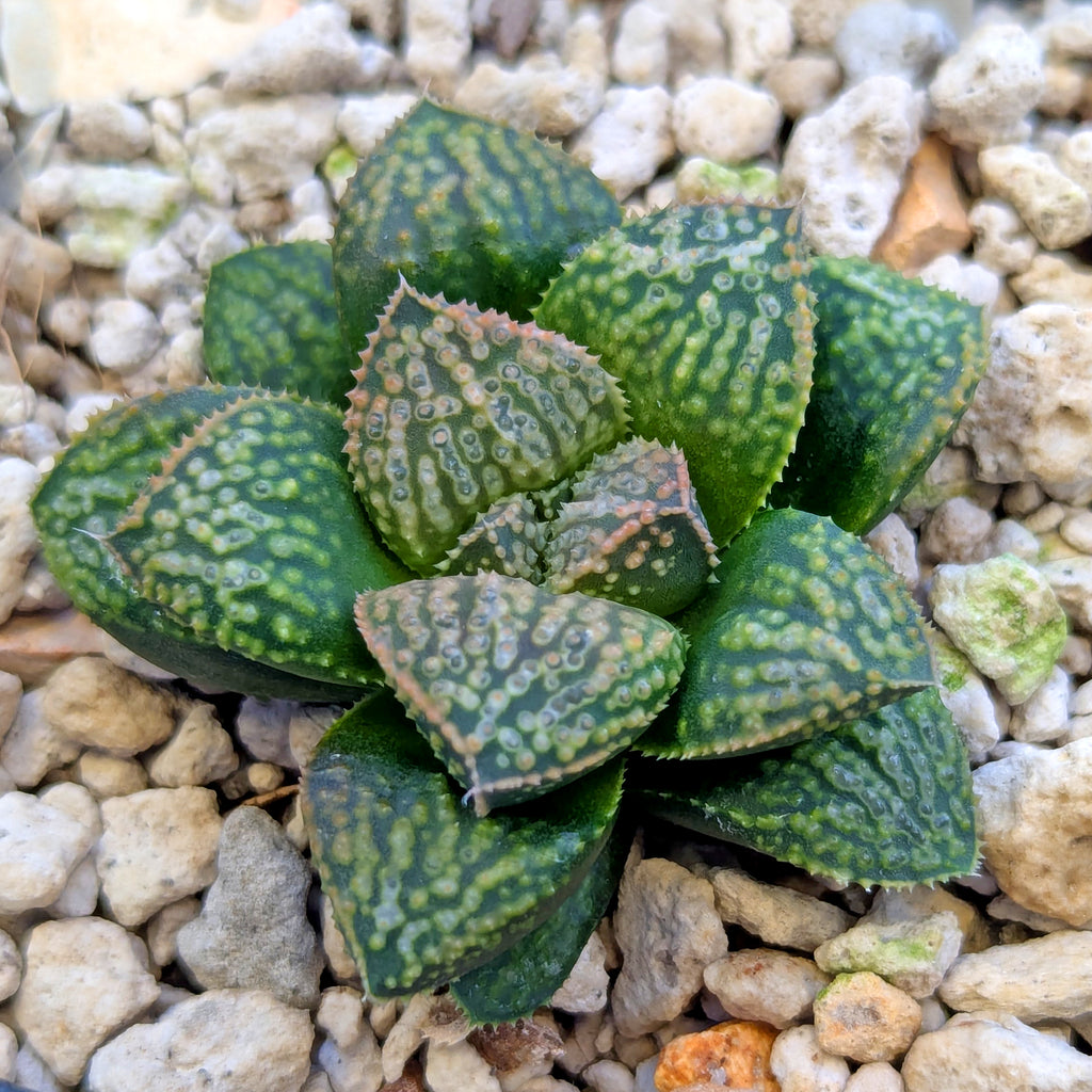 Haworthia PP661 hybrid series #8
