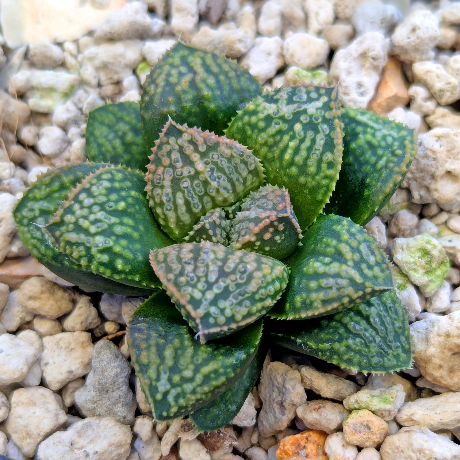 Haworthia PP661 hybrid series #8