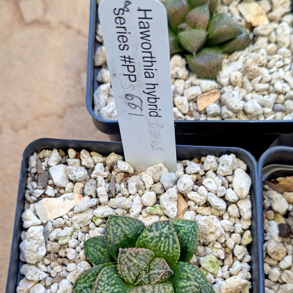Haworthia PP661 hybrid series #8