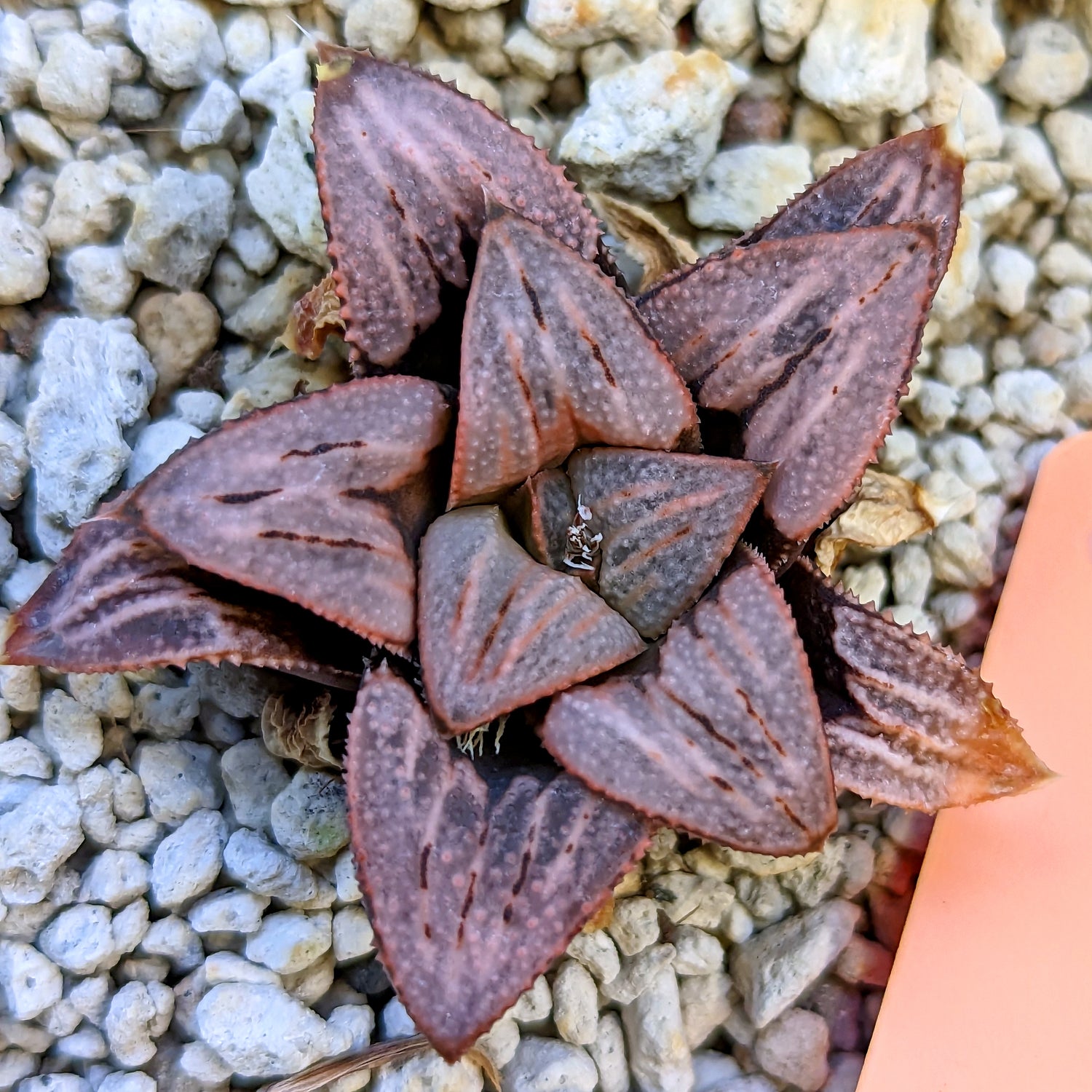 Haworthia PP342 "White Widow" x "Cersei" hybrid series #9 SOLD OUT