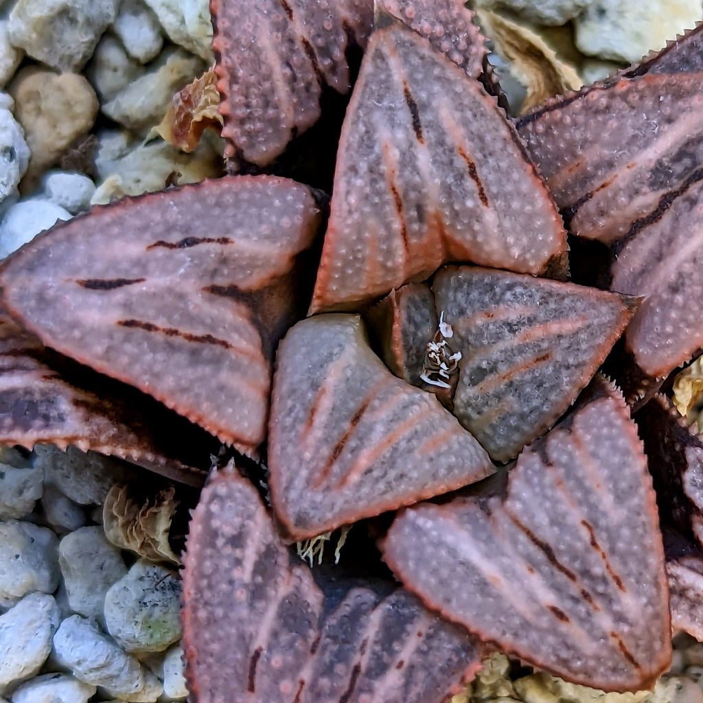 Haworthia PP342 "White Widow" x "Cersei" hybrid series #9 SOLD OUT