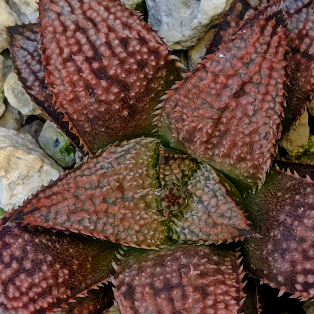 Haworthia hybrid series PP584 #9