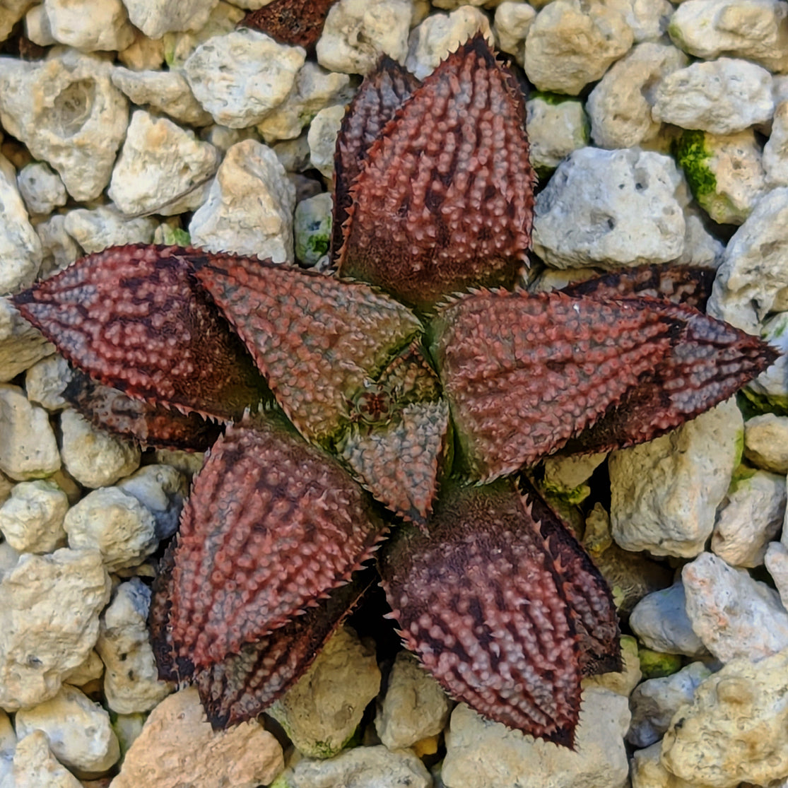 Haworthia hybrid series PP584 #9