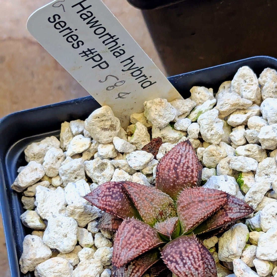 Haworthia hybrid series PP584 #9