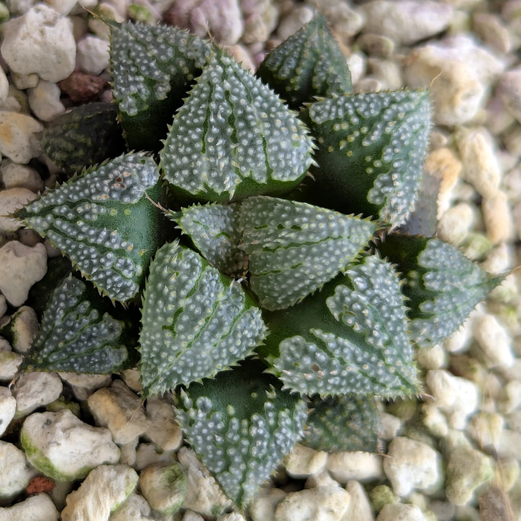 Haworthia PP611 hybrid series #9