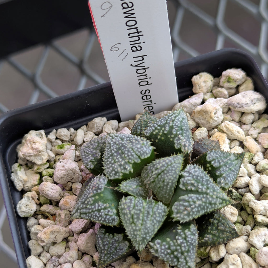 Haworthia PP611 hybrid series #9