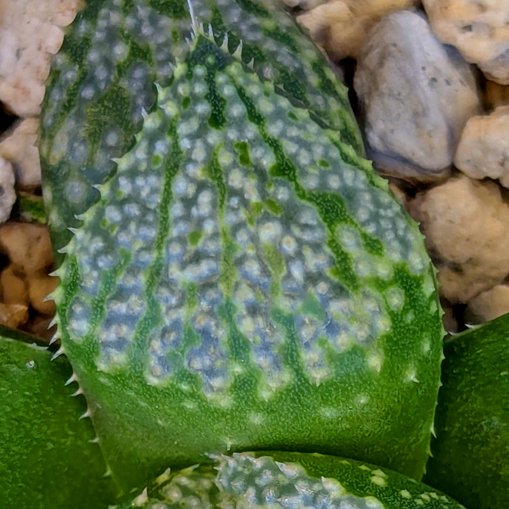 Haworthia "TetraTreasures" PP635 hybrid series #9