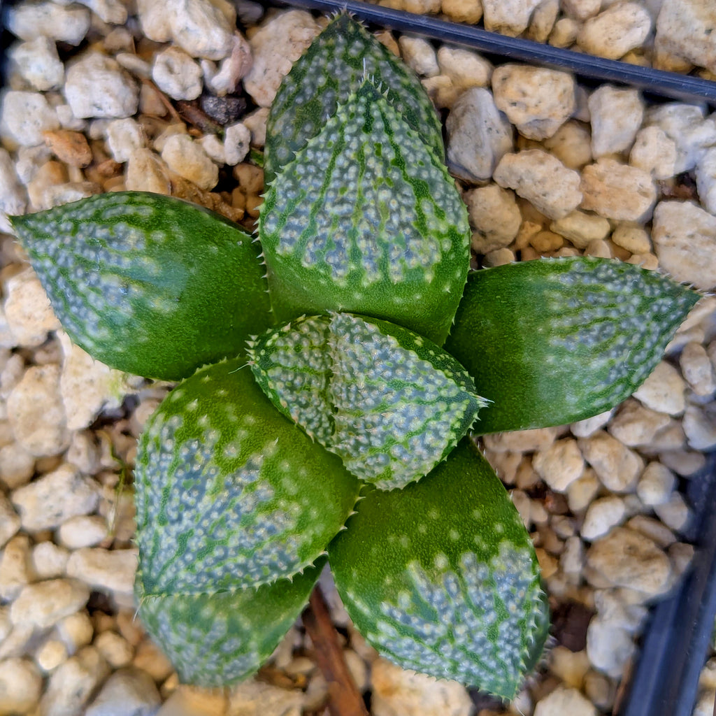 Haworthia "TetraTreasures" PP635 hybrid series #9