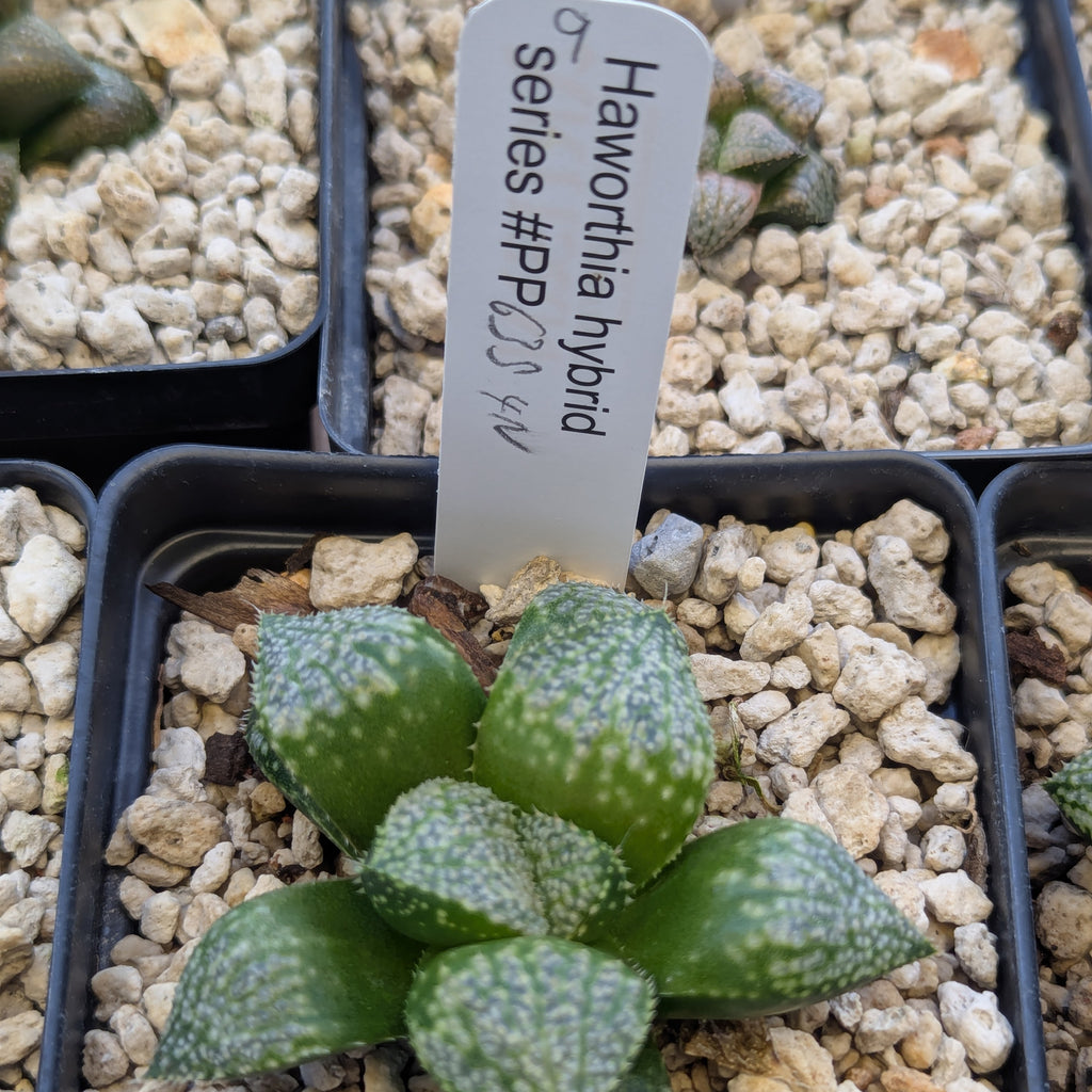 Haworthia "TetraTreasures" PP635 hybrid series #9