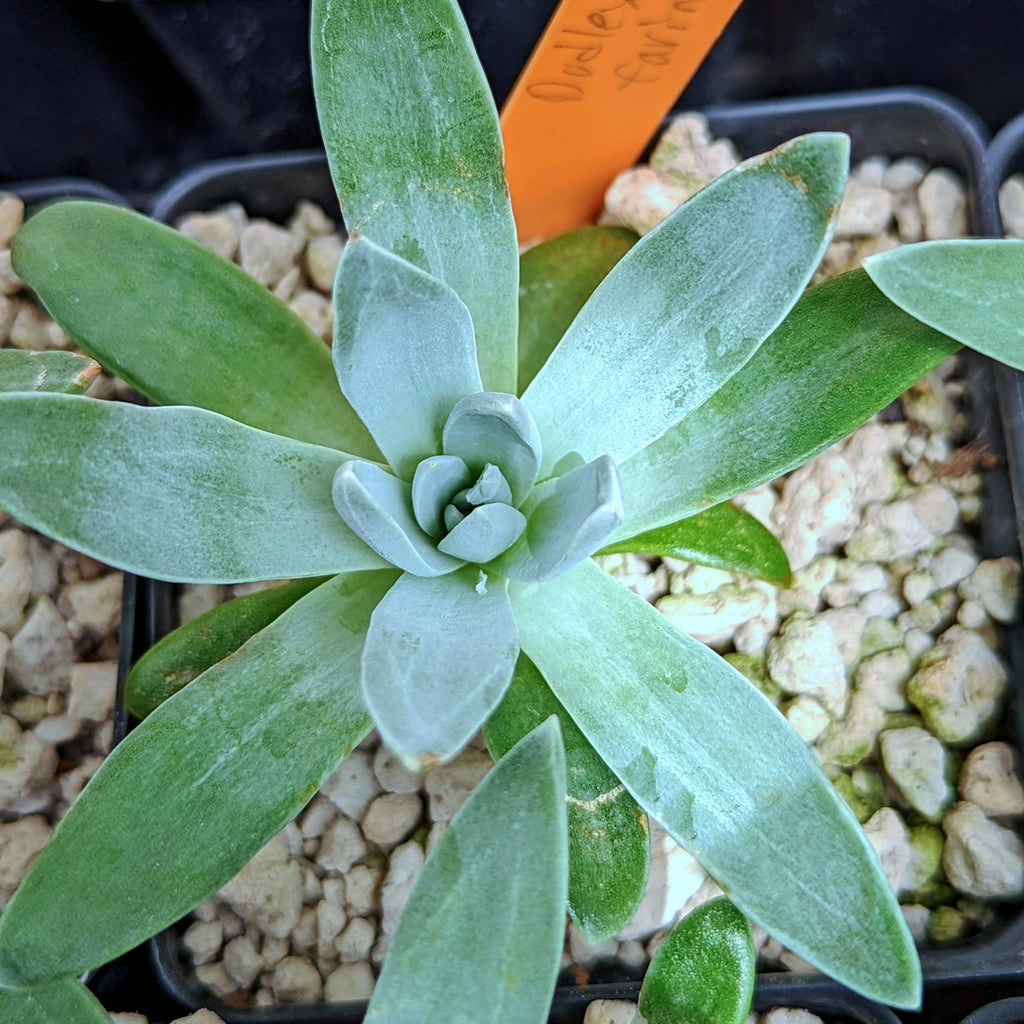 Dudleya farinosa