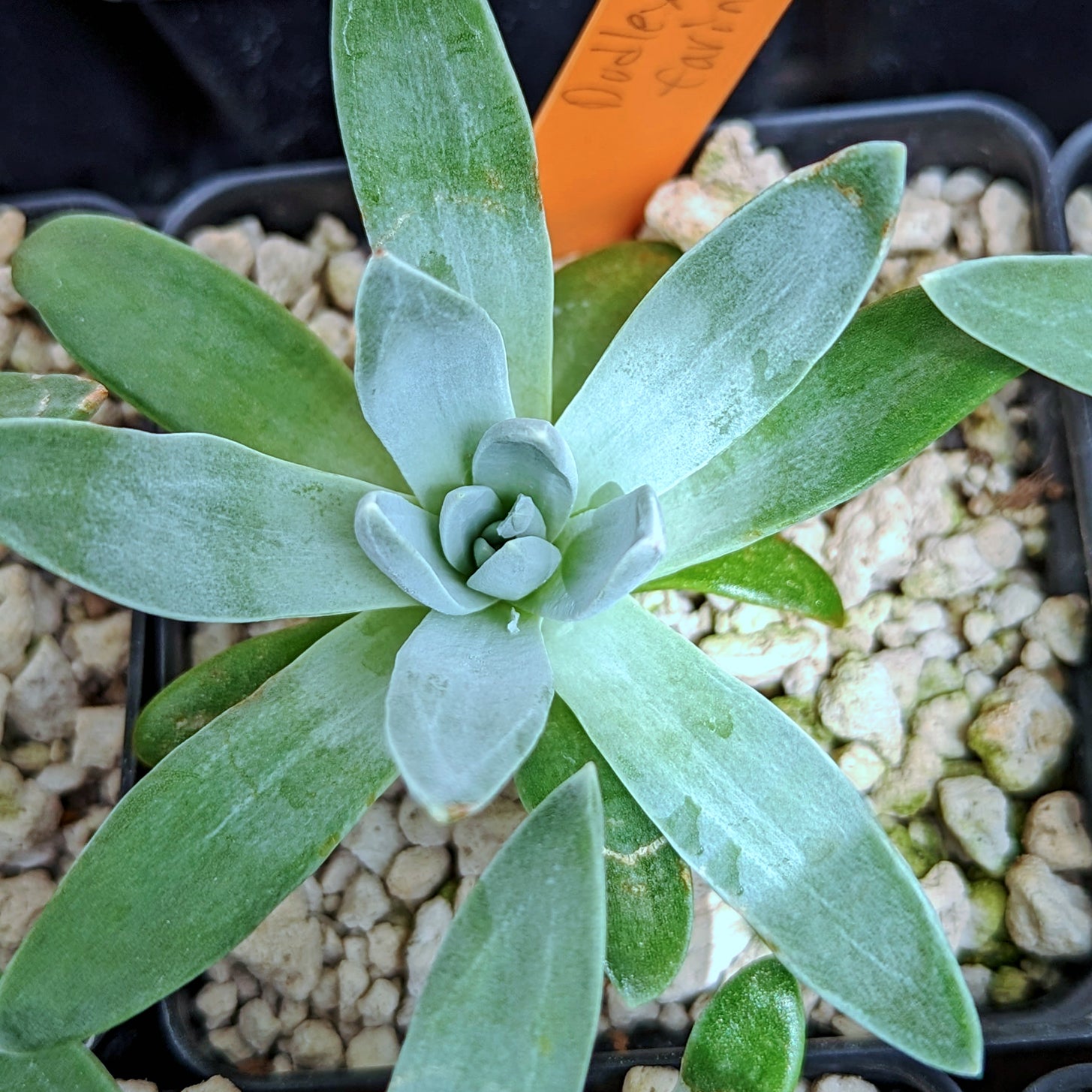 Dudleya farinosa